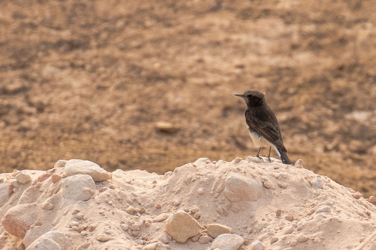 Variable Wheatear - ML641455685