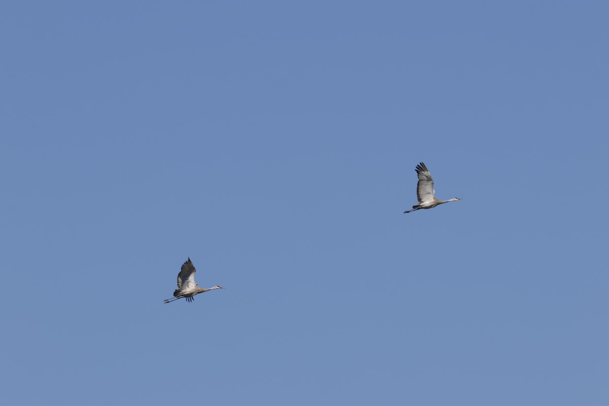 Sandhill Crane - ML641455690