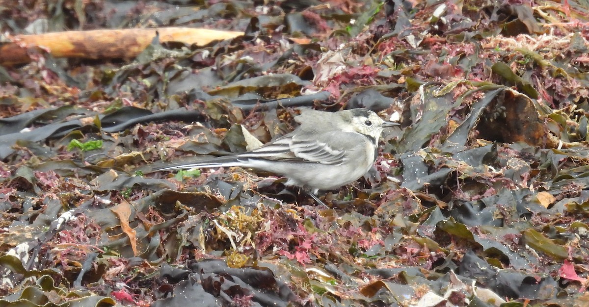 White Wagtail - ML641455696