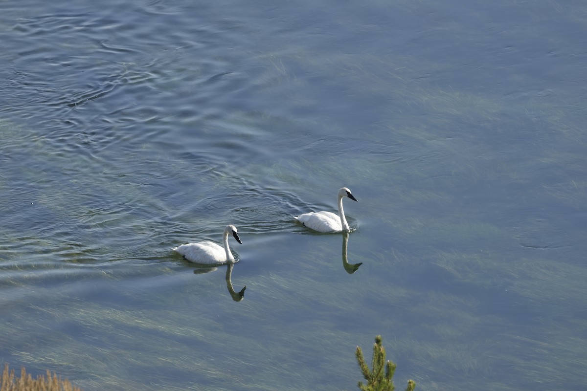 Trumpeter Swan - ML641455699