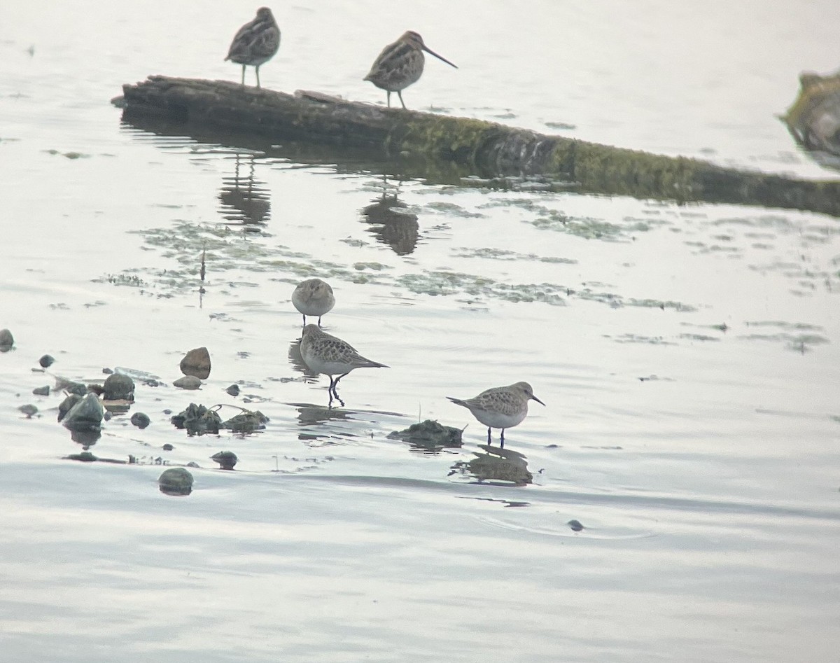 Байрдийн элсэг - ML641455711