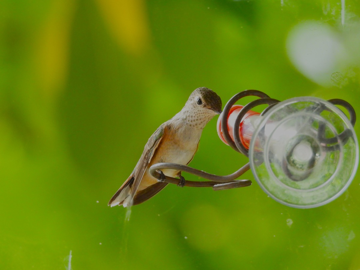 Broad-tailed Hummingbird - ML641455756