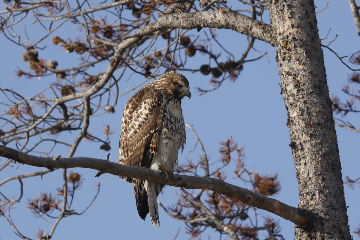 Red-tailed Hawk - ML641455763