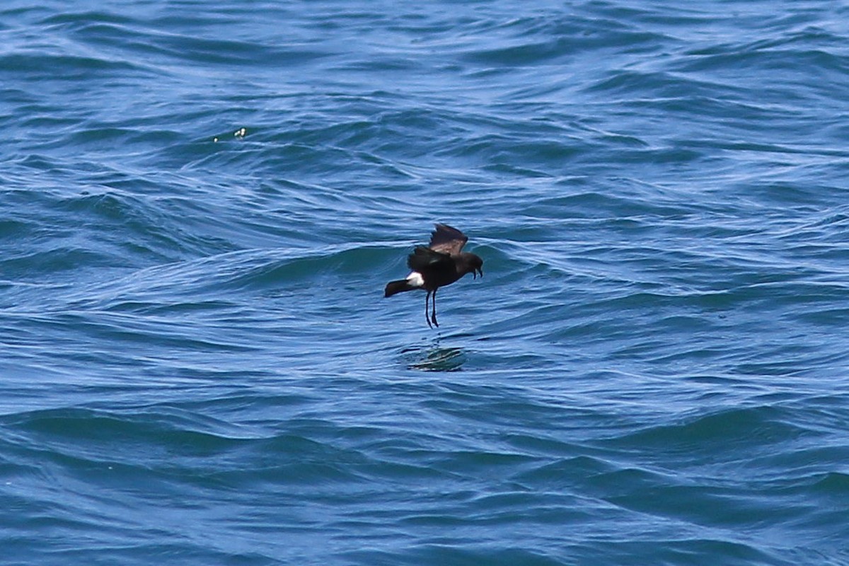 European Storm-Petrel - ML641455815