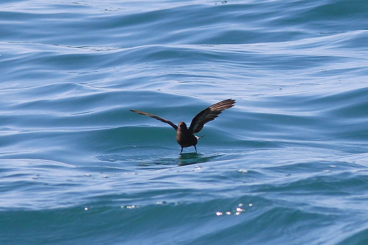 European Storm-Petrel - ML641455816
