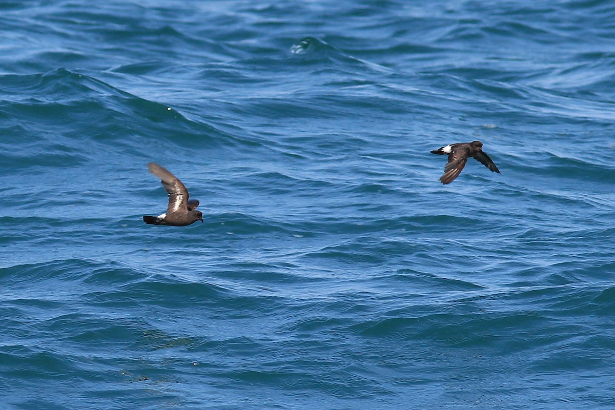 European Storm-Petrel - ML641455817