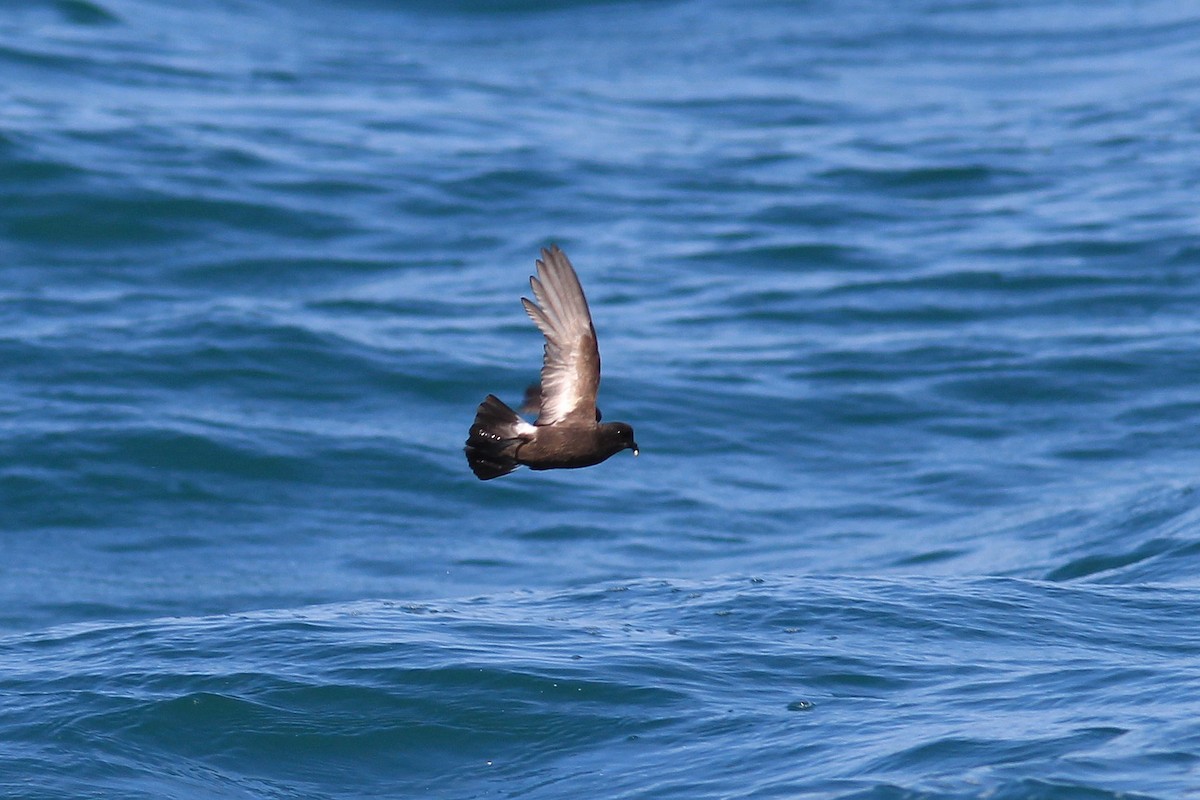 European Storm-Petrel - ML641455818