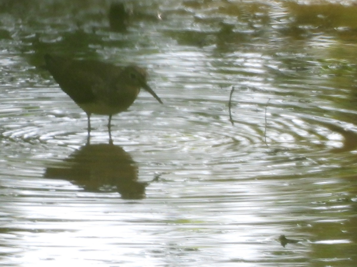 Solitary Sandpiper - ML641455821