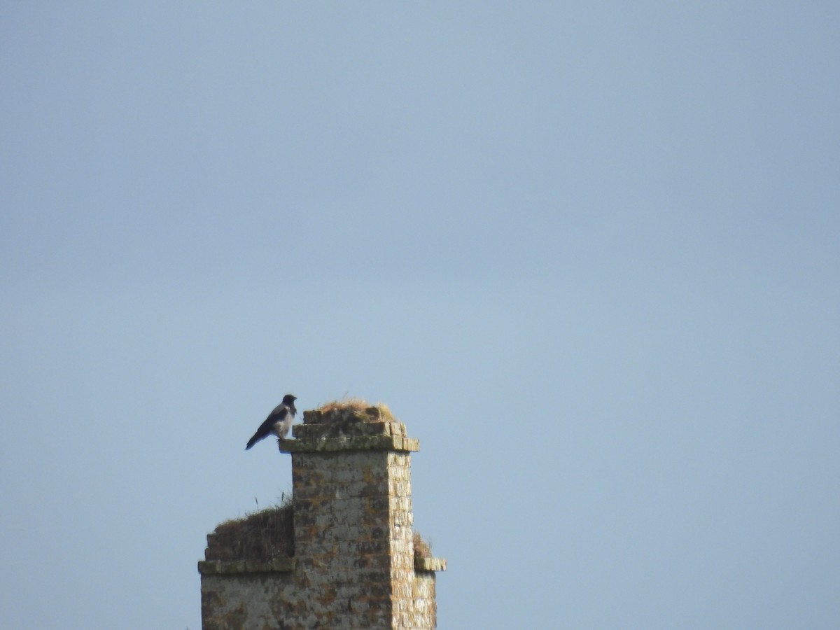 Hooded Crow - ML641455823