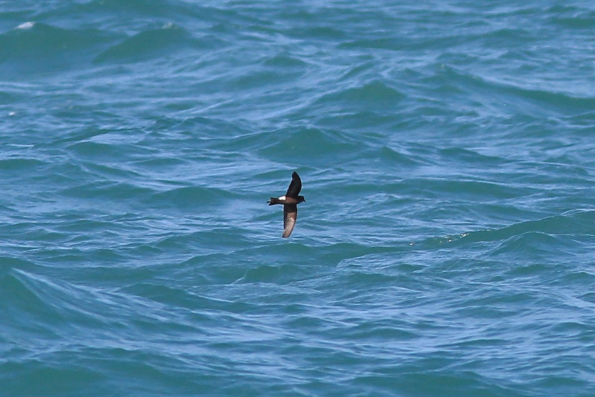 Wilson's Storm-Petrel - ML641455828