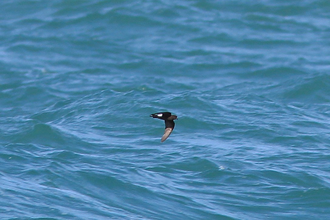 Wilson's Storm-Petrel - ML641455829