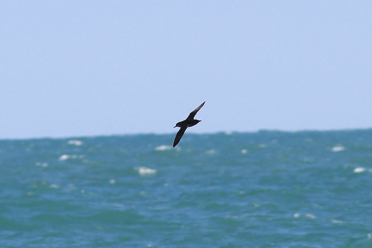Balearic Shearwater - ML641455835