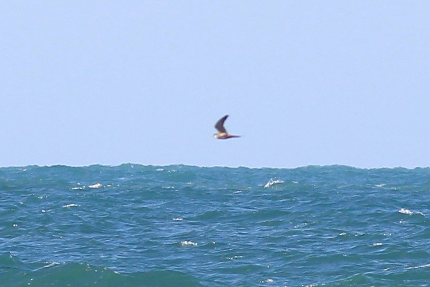 Eurasian Hobby - ML641455839