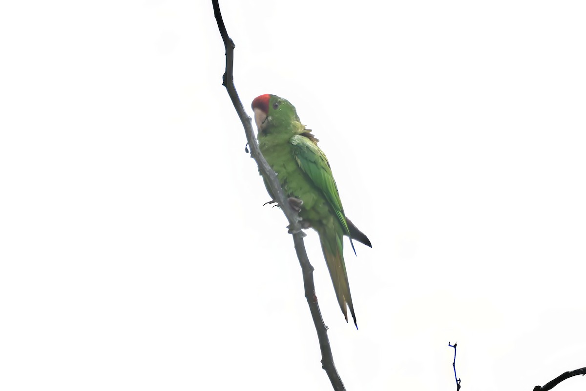 Scarlet-fronted Parakeet - ML641455859