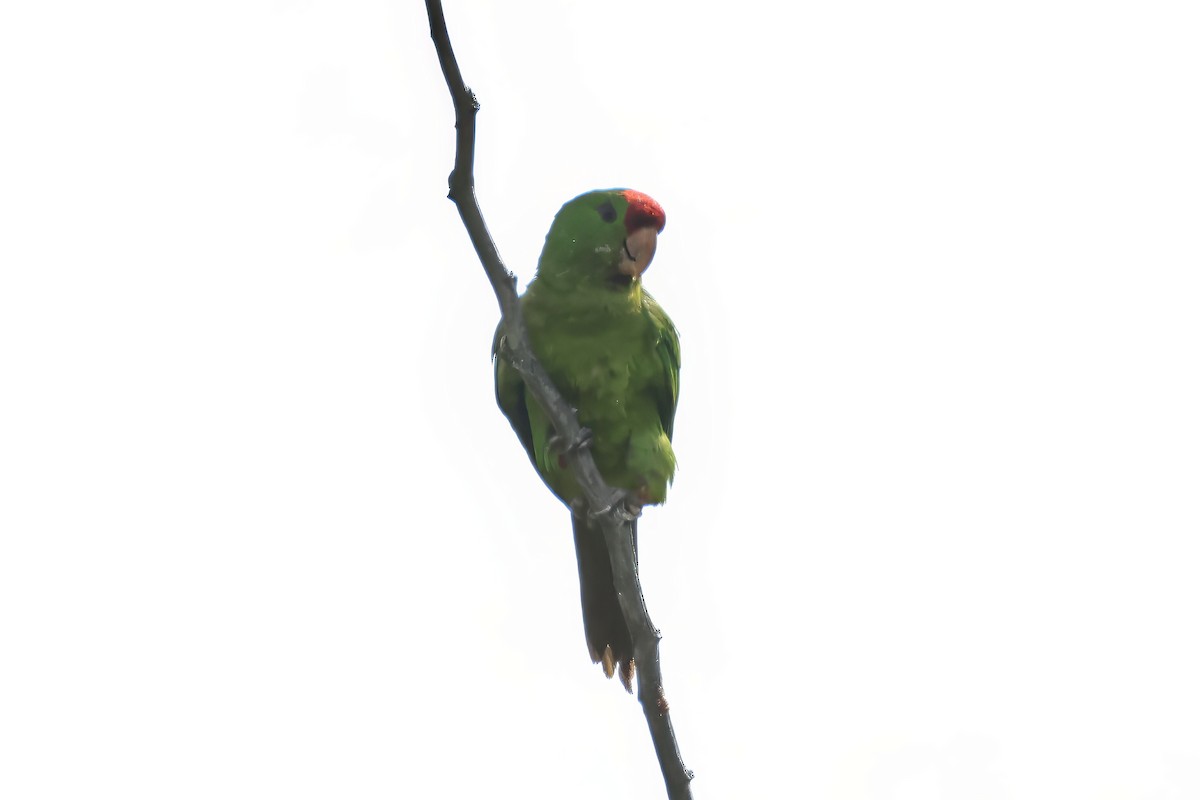 Scarlet-fronted Parakeet - ML641455860