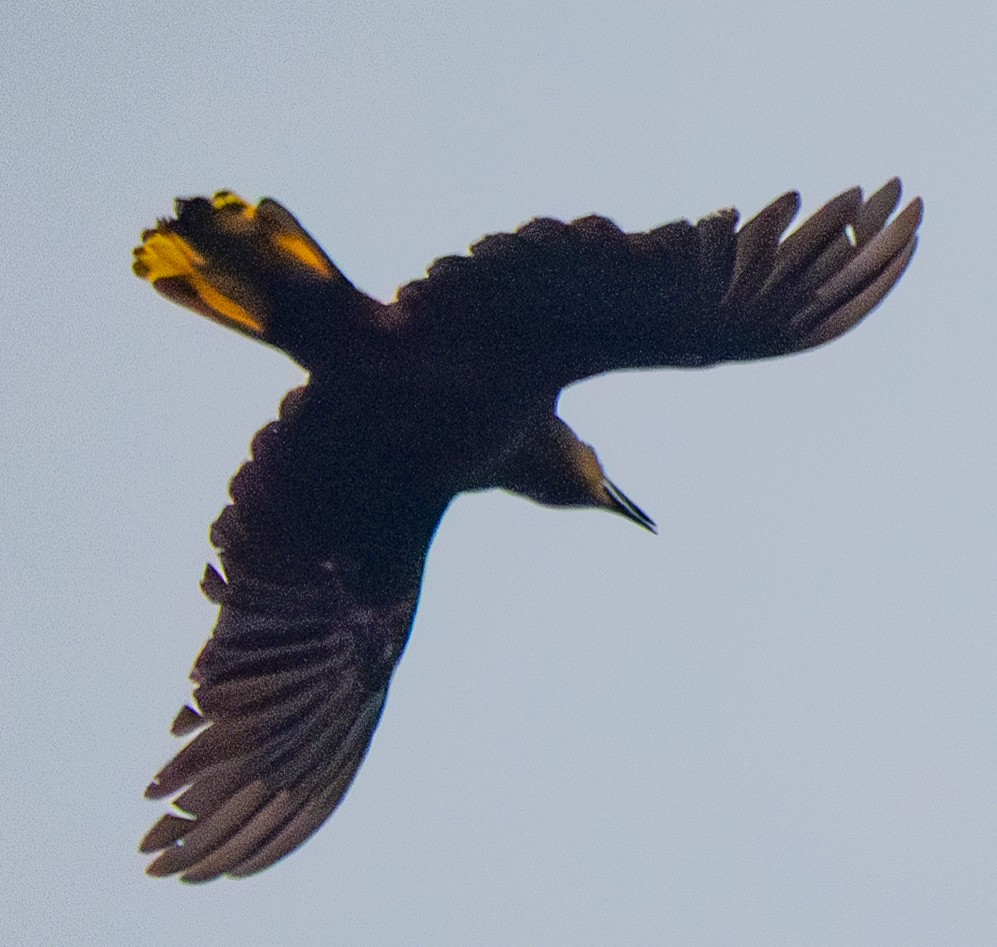 Russet-backed Oropendola - ML641455862