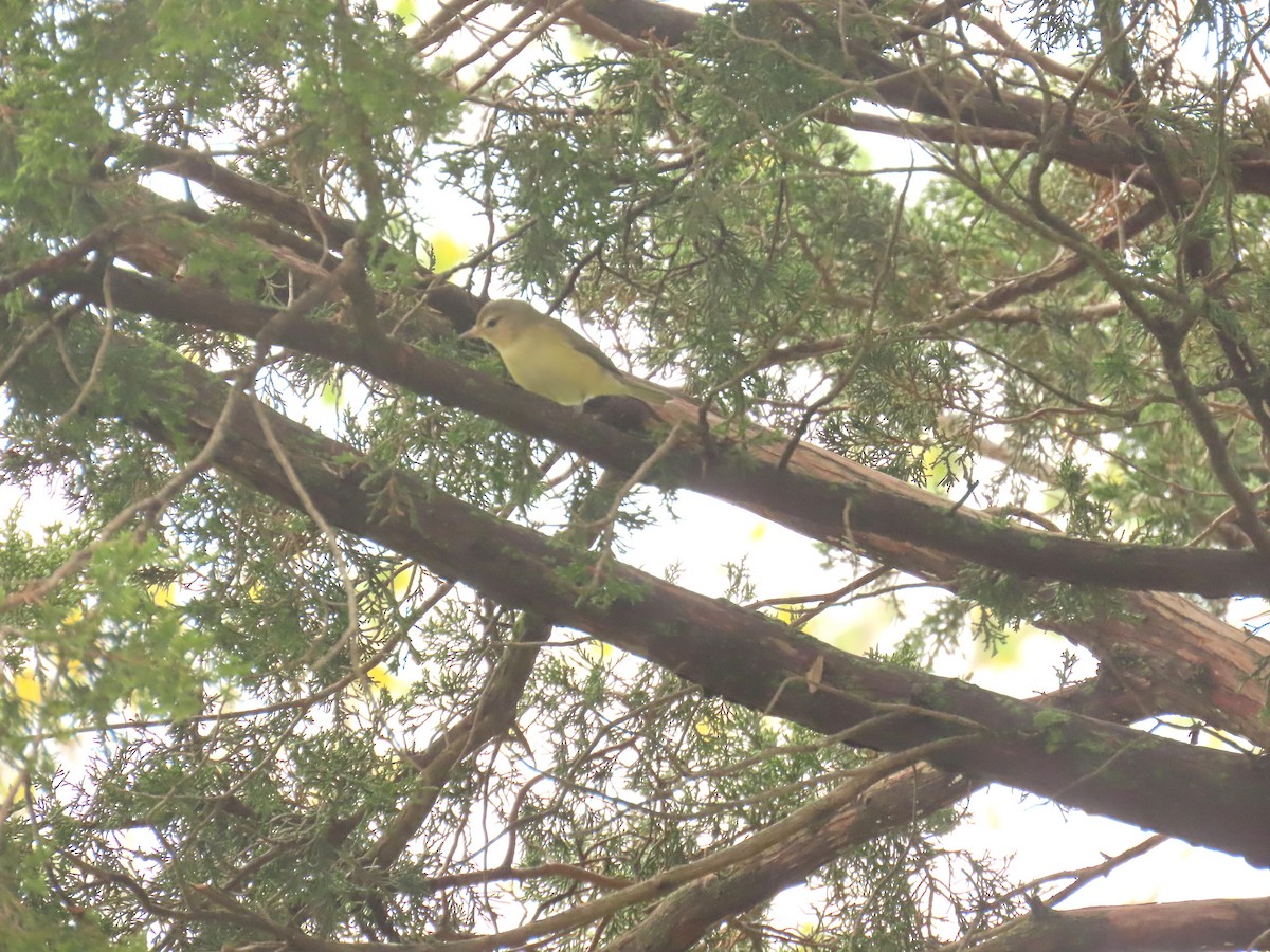 Warbling Vireo (Eastern) - ML641455902