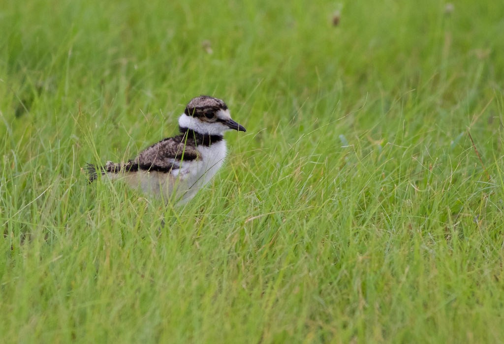 Killdeer - ML64145591