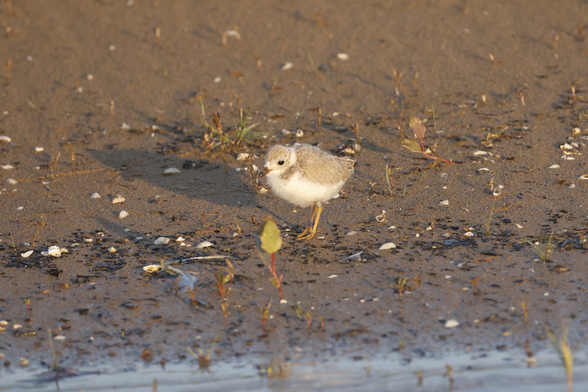 Piping Plover - ML641455920