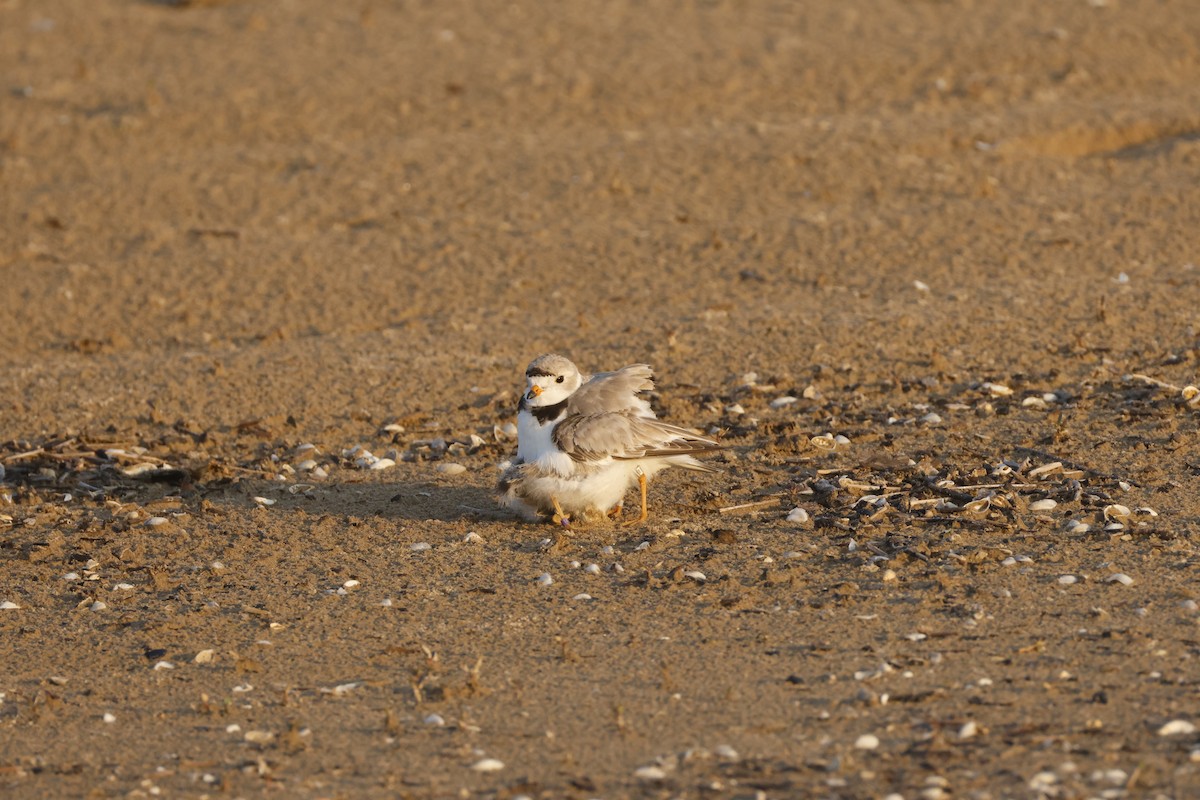 Piping Plover - ML641455921