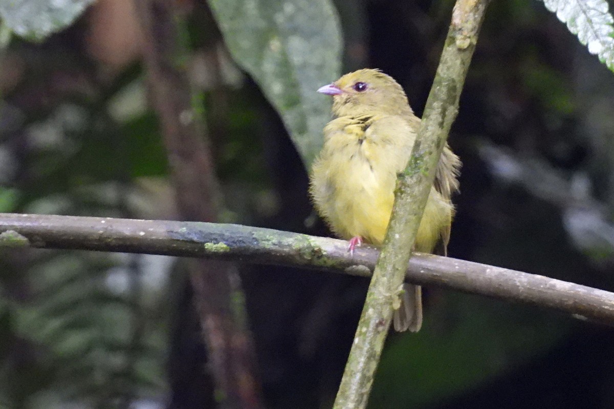 Golden-winged Manakin - ML641455933