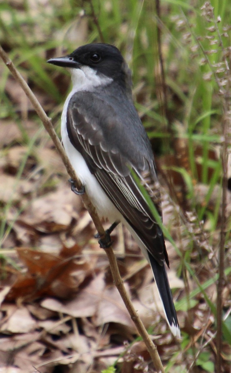 Eastern Kingbird - ML641455941