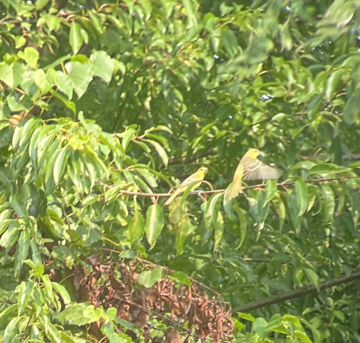 Orchard Oriole - ML641455982