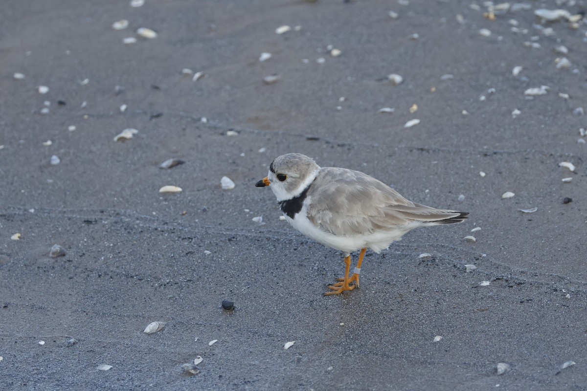 Piping Plover - ML641455992