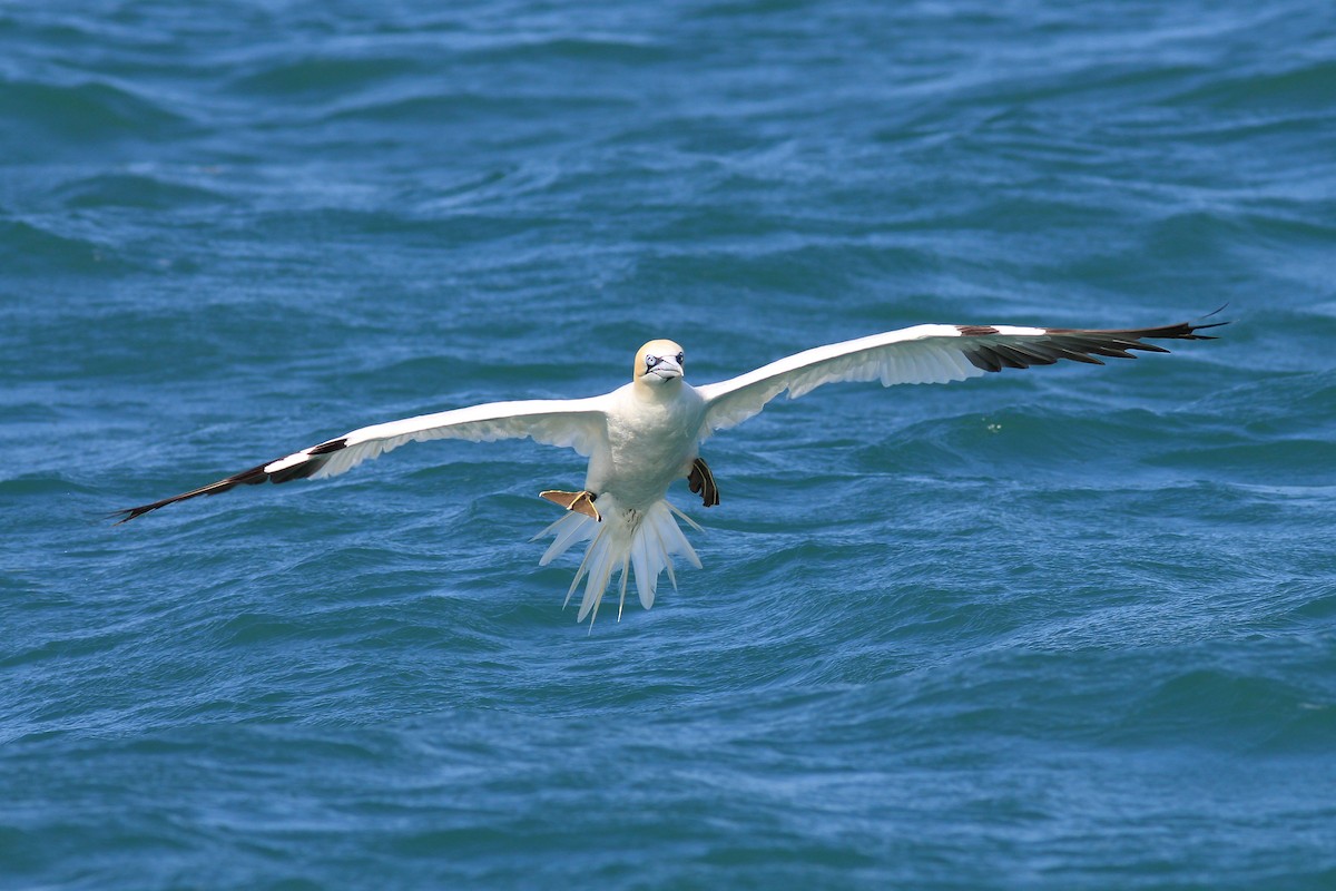 Northern Gannet - ML641456015