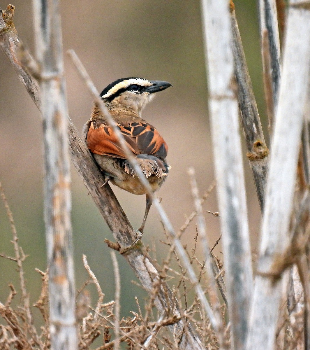 Black-crowned Tchagra - ML641456051