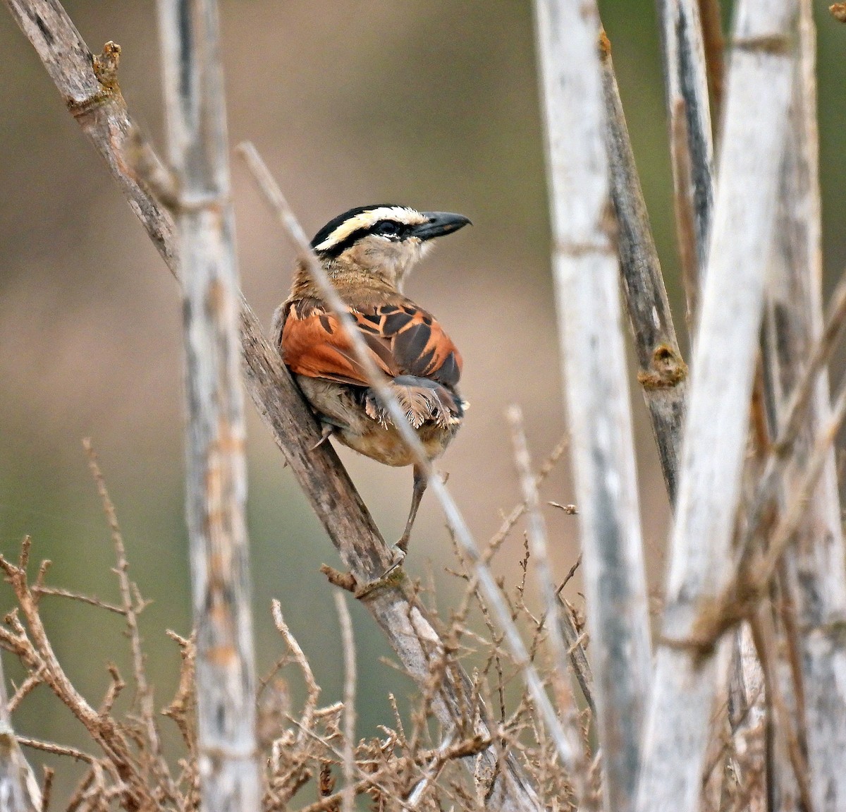 Black-crowned Tchagra - ML641456053