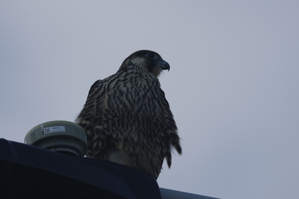 Peregrine Falcon - ML641456068