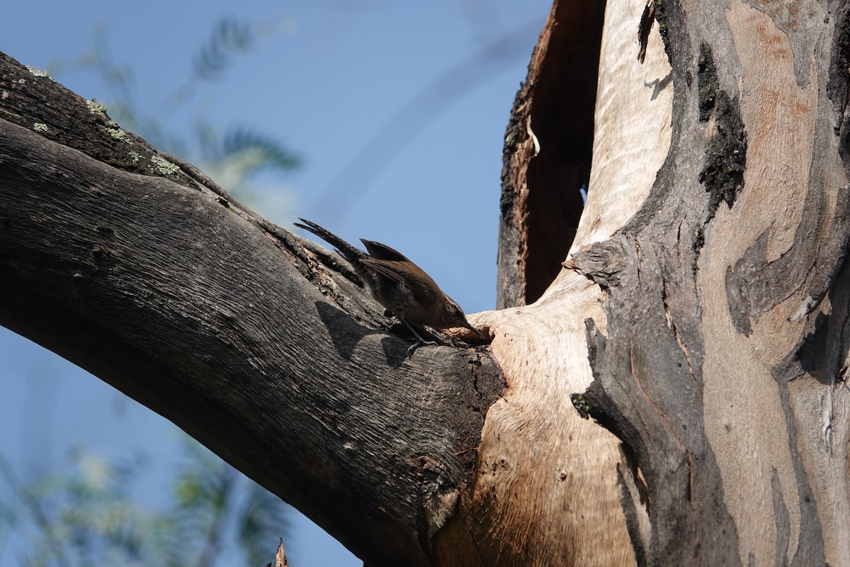Bewick's Wren - ML641456079