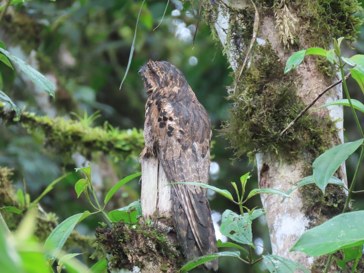 Common Potoo - ML641456113