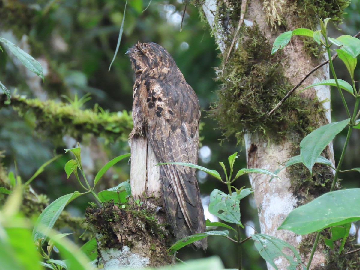Common Potoo - ML641456114