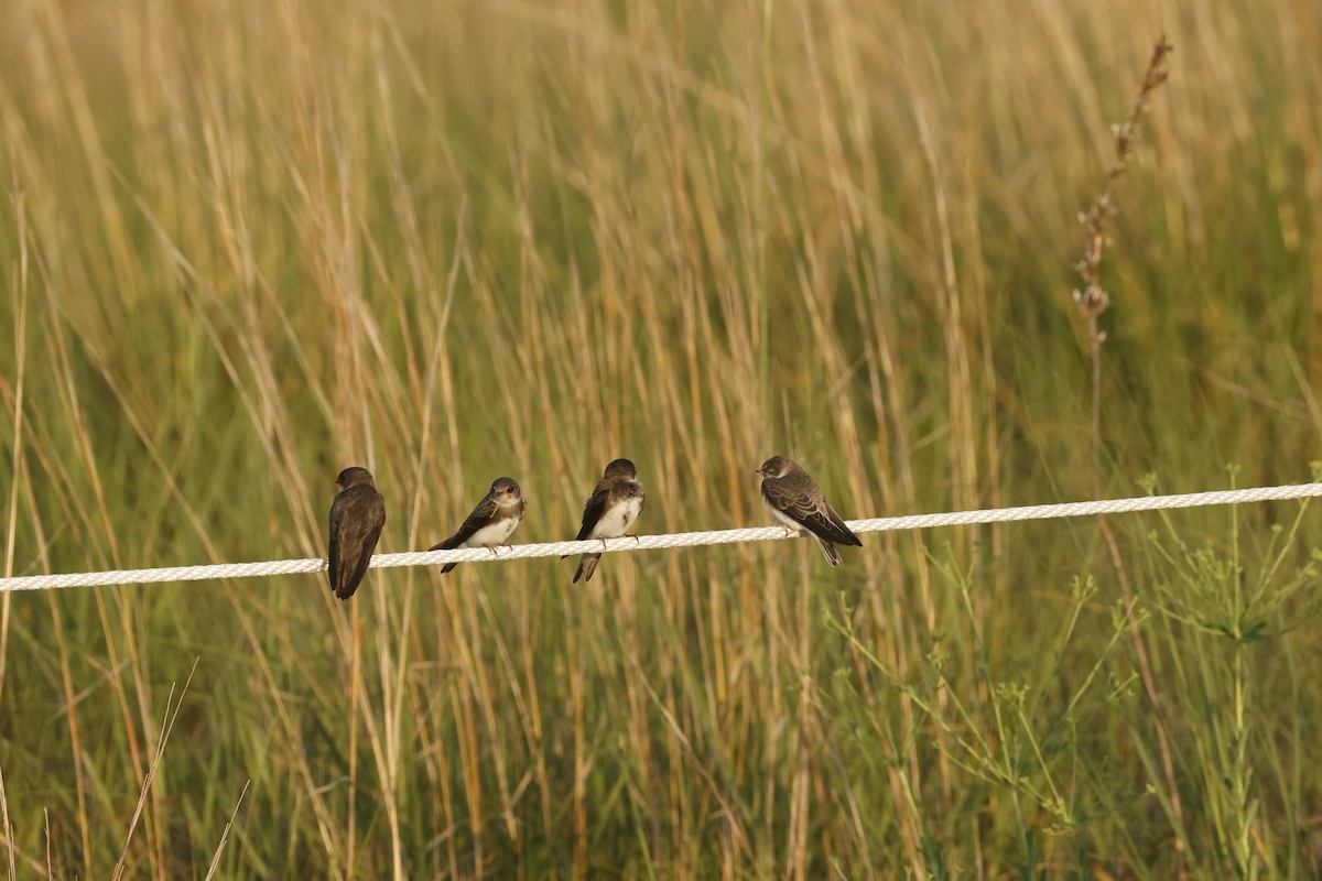 Bank Swallow - ML641456133