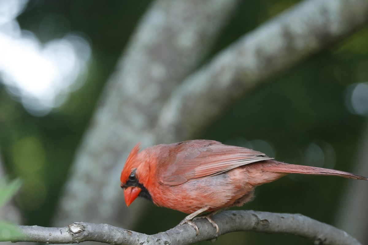 Northern Cardinal - ML641456224