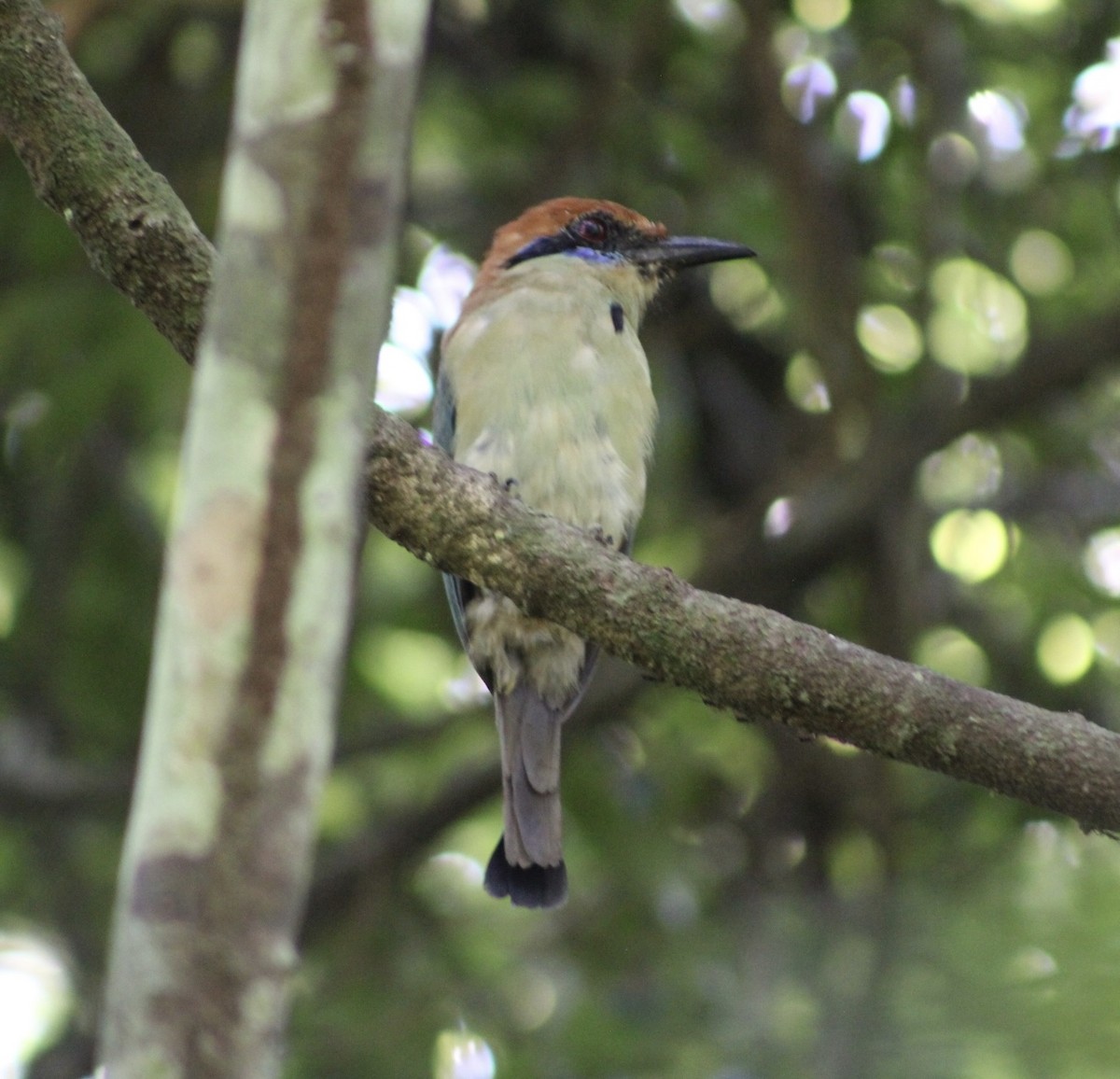 Russet-crowned Motmot - ML641456230