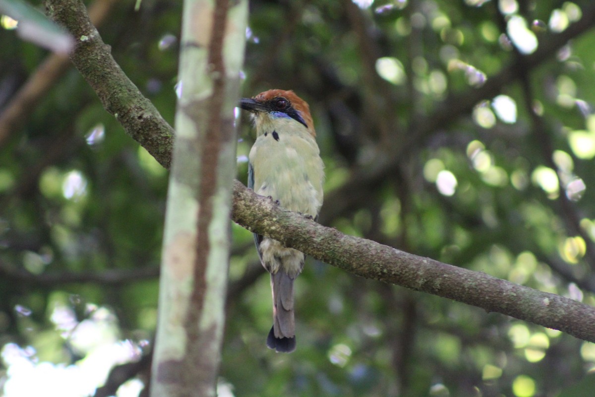 Russet-crowned Motmot - ML641456232