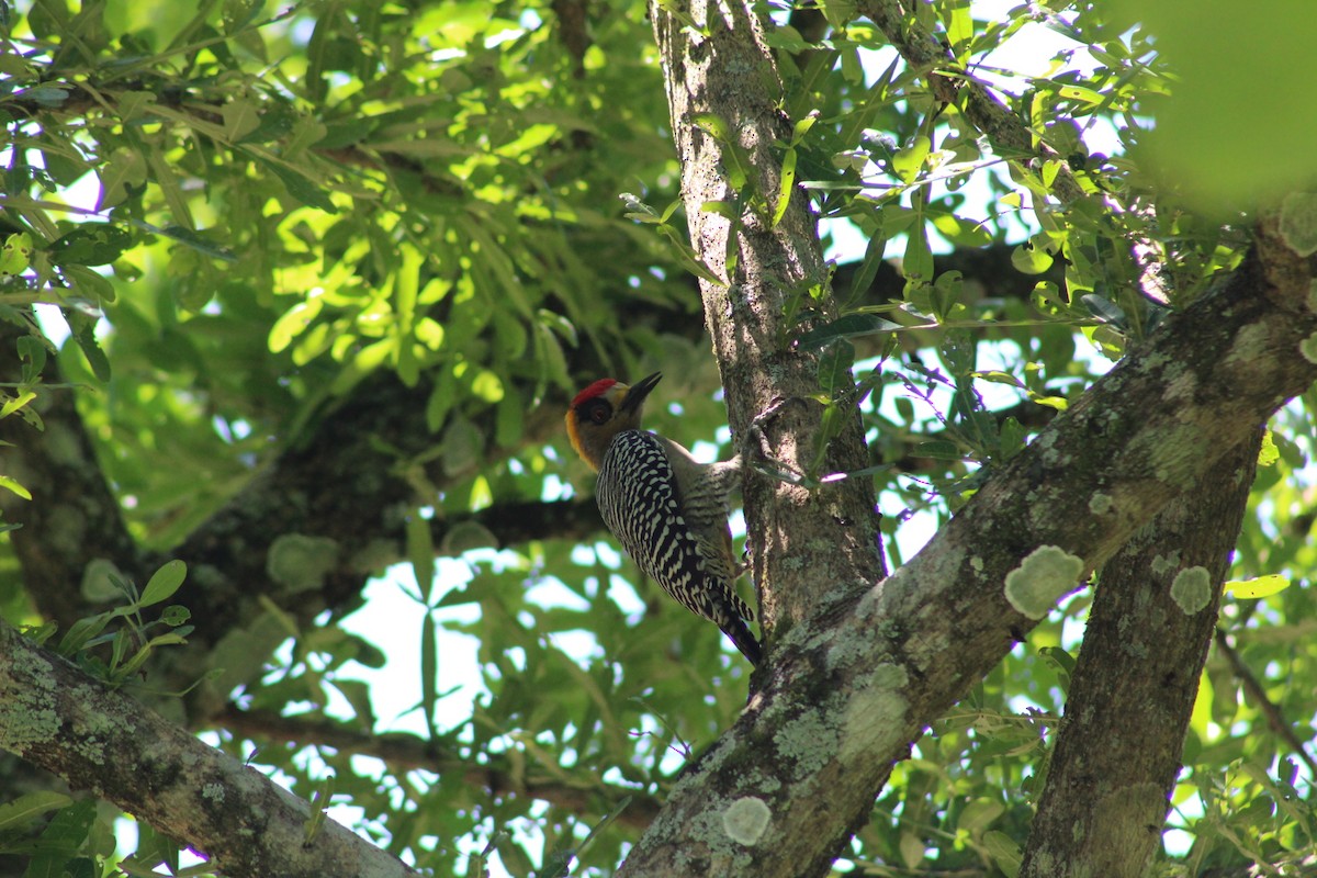 Golden-cheeked Woodpecker - ML641456246
