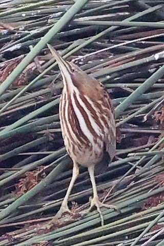 American Bittern - ML641456277