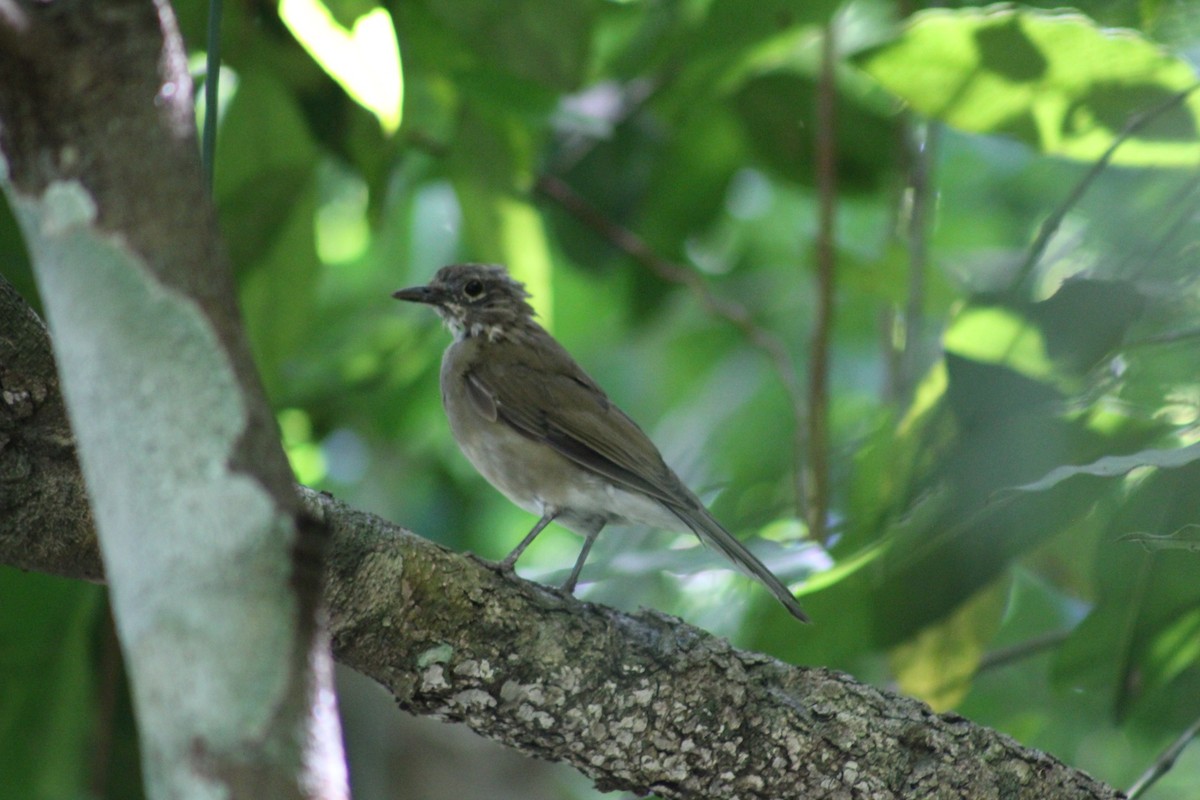 White-throated Thrush - ML641456280