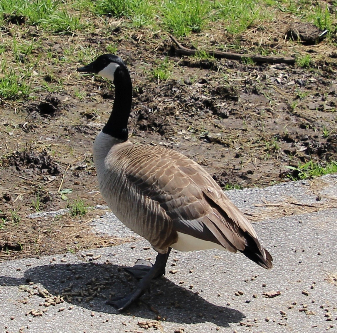Canada Goose - ML641456299