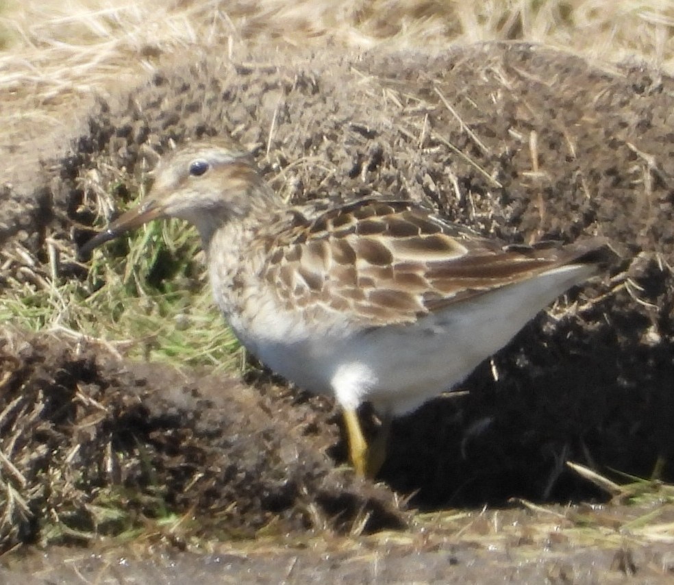 Pectoral Sandpiper - ML641456302