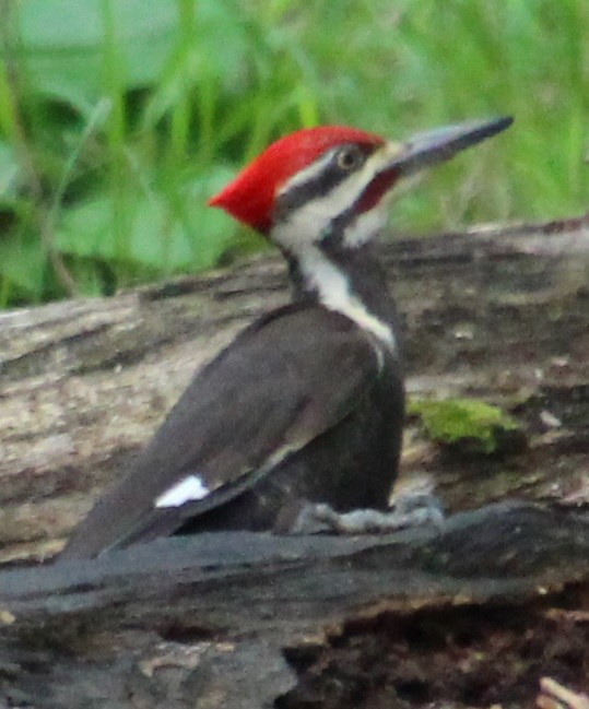 Pileated Woodpecker - ML641456321
