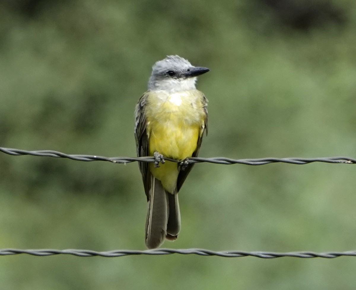 Tropical Kingbird - ML641456411