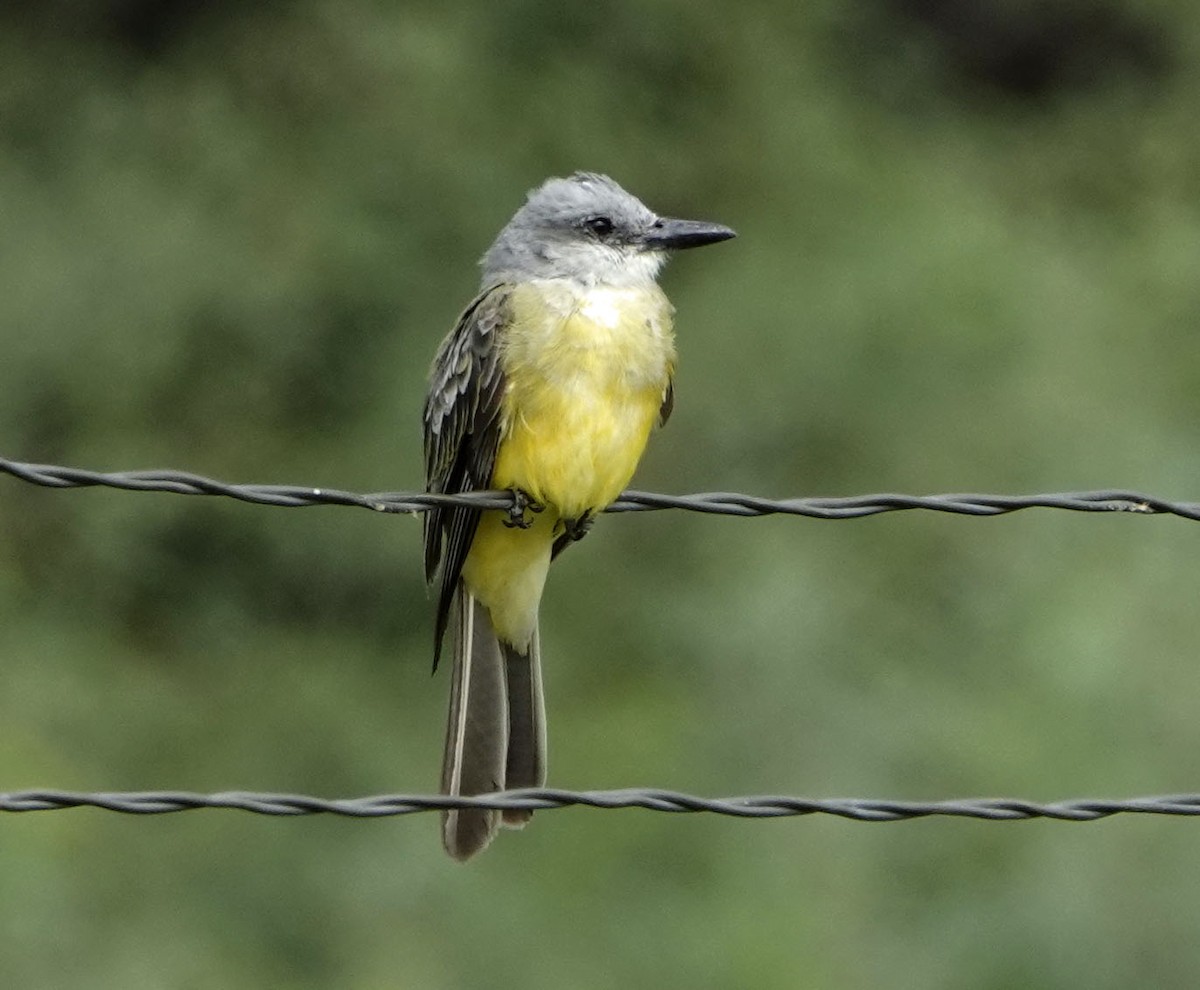 Tropical Kingbird - ML641456413
