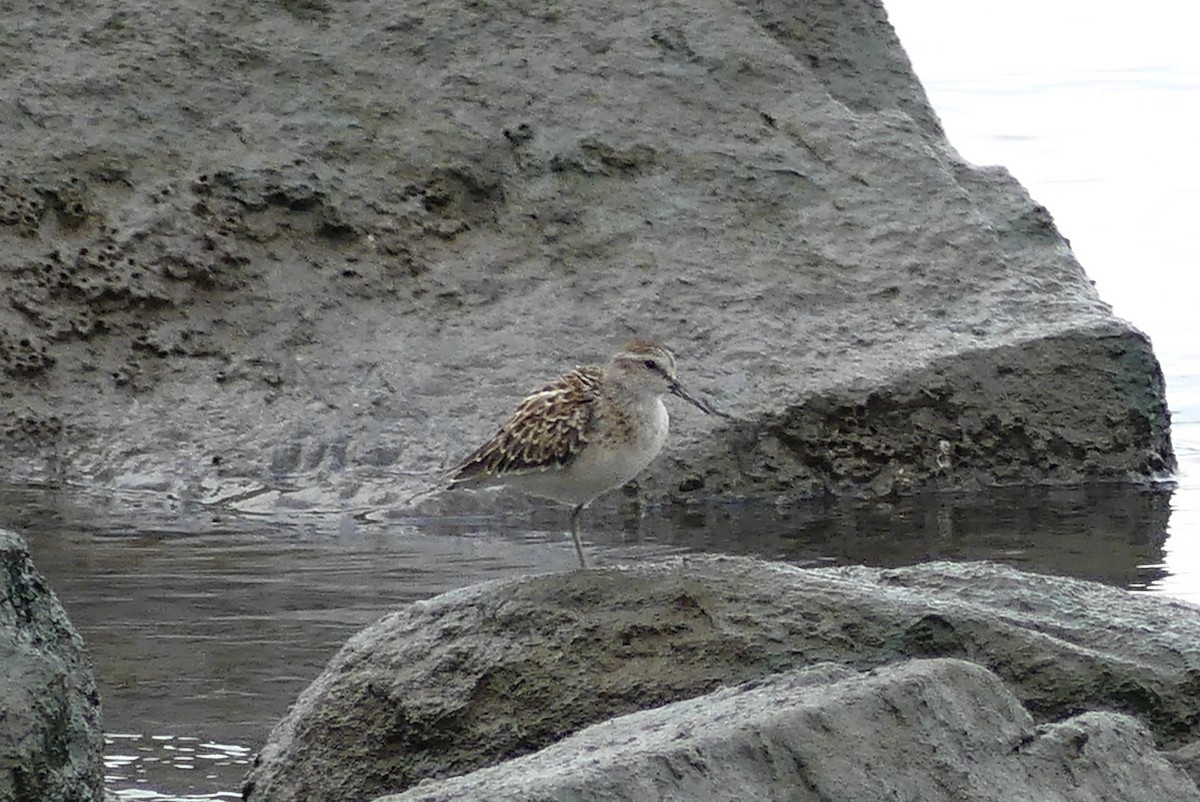 Least Sandpiper - ML641456435