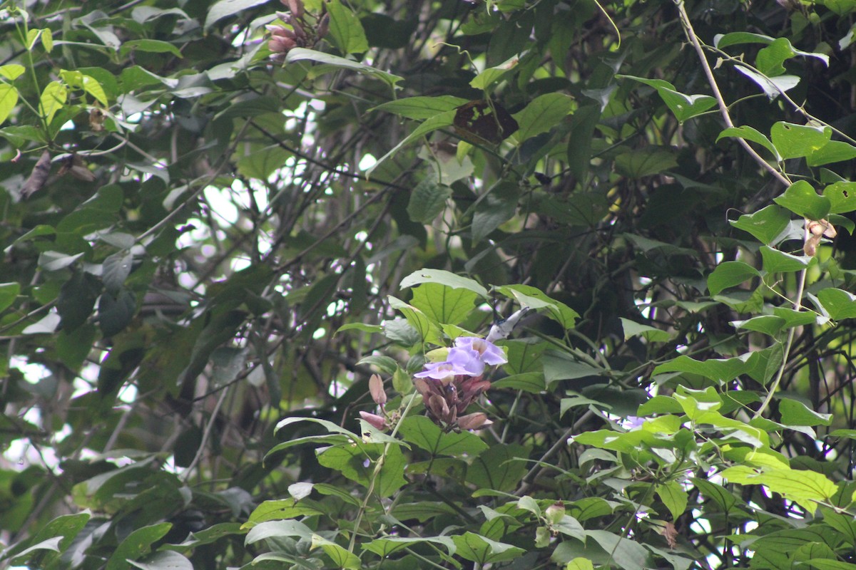 Purple-crowned Fairy - ML641456463