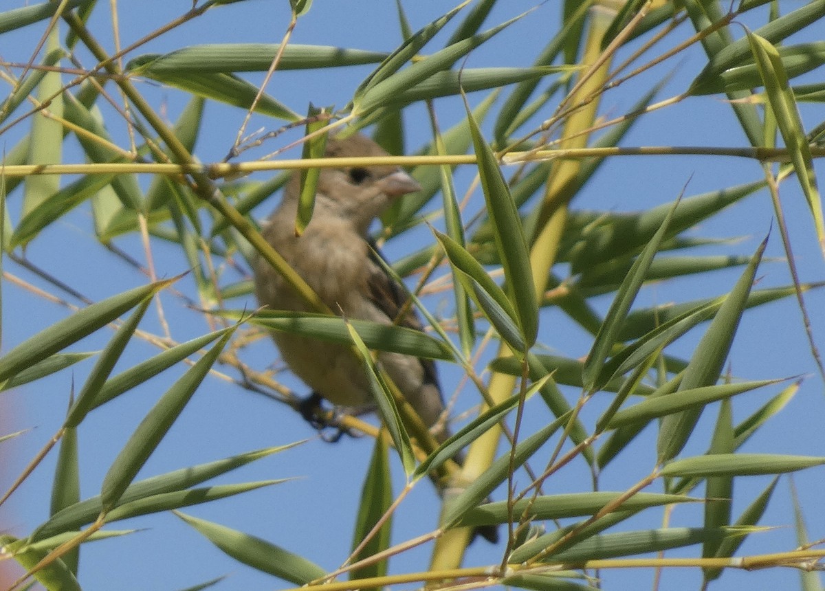 lazulispurv/indigospurv - ML641456464